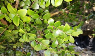 赤楠怎么养（小叶赤楠怎么养）