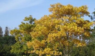 无患子的功效与作用（无患子的功效与作用及禁忌）