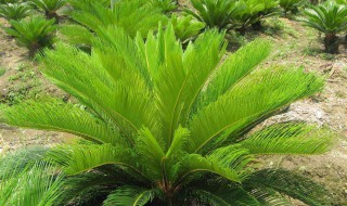 巴西铁正确修剪方法 巴西铁怎样剪枝?