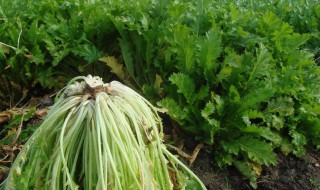 雪里红和芥菜的区别 雪里红和芥菜的区别图