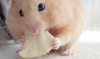 仓鼠怎么训练 仓鼠怎么训练上厕所