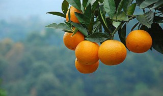 柑橘上火吗 柑橘上火吗?
