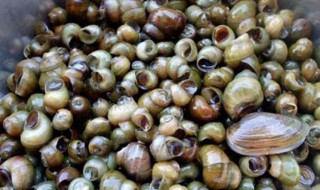 剪好田螺后要怎么弄（田螺剪完后,怎样清理）