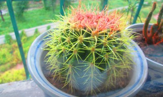 仙人球怎么样长得好 仙人球怎么样长得好看