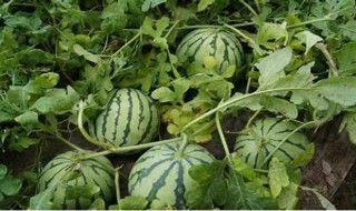 西瓜怎么播种好 西瓜怎么播种好看