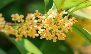 桂花夏季浇水方法 桂花夏季浇水方法视频