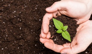 西瓜种植配土方法 西瓜种植配土方法和技术