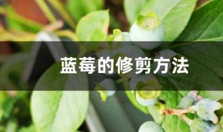 蓝莓盆景的修剪方法 蓝莓盆景的修剪方法图解