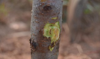 桃树枝枯病防治方法（桃树枝枯病怎么样防治）