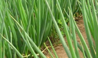 葱籽种植方法 葱籽种植方法视频