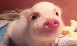 有猪字的可爱句子简短 可爱猪的唯美句子短点
