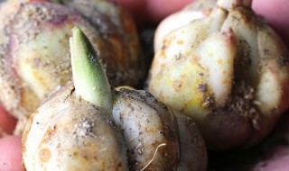 百合种球种植方法 百合种球种植方法和时间