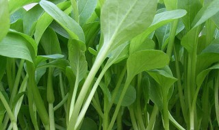 鸡毛菜的功效与作用 鸡毛菜的功效与作用及禁忌