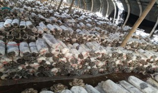 蘑菇菌包如何做（怎样做蘑菇菌包）