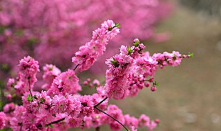 描写春天公园花朵句子 描写春天公园花朵句子摘抄