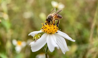 冬天蜜蜂如何过冬 冬天蜜蜂如何过冬呢