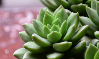 多肉的栽种方法（多肉的栽种方法有哪些）