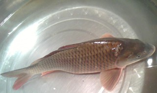 鲤鱼饲养方法大全 鲤鱼饲养方法大全图片