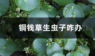 铜钱草生虫有效处理方法（铜钱草生虫有效处理方法图片）