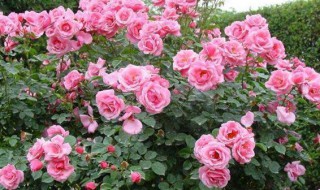 大花月季扦插生根最快方法（大花月季扦插生根最快方法视频）