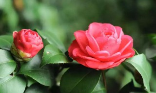 赞美茶花的句子（赞美茶花的句子经典茶语）