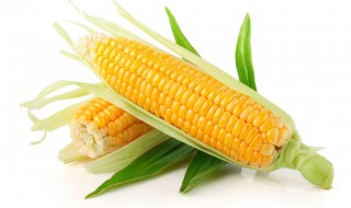 描写玉米的句子（秋天的田野描写玉米的句子）