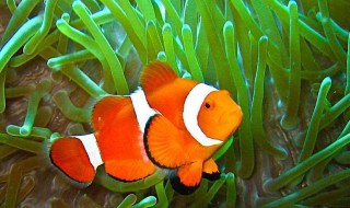 小丑鱼可以用淡水养吗 小丑鱼可以用淡水养吗有毒吗
