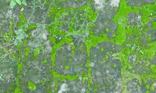 水泥地青苔怎么快速清除（水泥地青苔怎么快速清除干净）