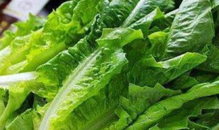 油麦菜是小油菜吗 油麦菜是小油菜吗怎么种