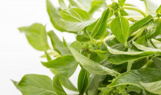 香草是什么调料 香草是什么调料制作的