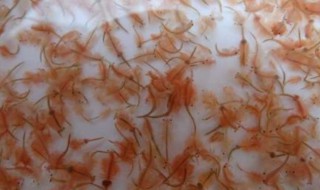 丰年虾卵冷冻还是冷藏 丰年虾卵冷冻还是冷藏保存好