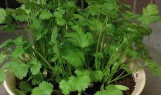 香菜种子不泡可以种吗 种香菜种子需要泡吗