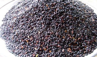 枫叶黑糯米饭的做法（枫叶黑糯米饭的做法大全）