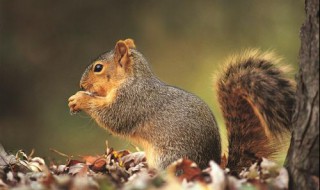 关于松鼠的知识 关于松鼠的知识百科