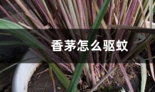 柠檬香茅草如何做驱蚊草 香茅和柠檬草哪个驱蚊效果好