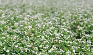 荞麦的种植技巧是什么 荞麦花种植方法