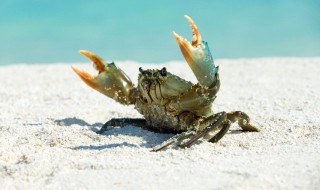 醉蟹腌多久寄生虫会死（醉蟹腌多久寄生虫会死掉）