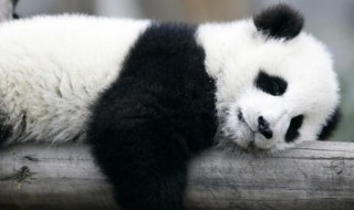 古时候有食铁兽之称的动物是 古时候有食铁兽之称的动物是大熊猫还是天猫