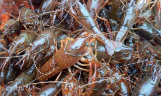 小龙虾放冰箱能活多久 小龙虾活着放冰箱里能储存几天