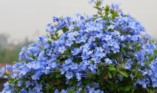 蓝雪花养护方法 蓝雪花养护注意事项