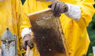 为什么蜜蜂不会蜇养蜂人 为什么蜜蜂不会蜇养蜂人的窝