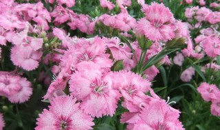 石竹有什么功效 石竹有什么功效与作用