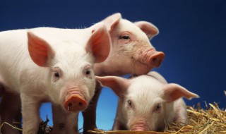 散户养猪最好的方法(散户养猪最好的方法是)