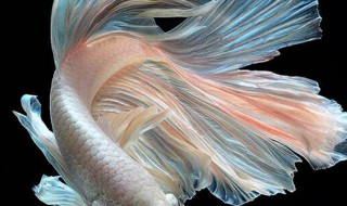 中国斗鱼好养吗怎么养（中国斗鱼好养吗怎么养大）