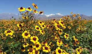 天山雪菊的功效与作用 新疆天山雪菊的功效与作用