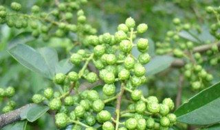 麻椒的功效与作用 中药麻椒的功效与作用