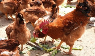 农村邻居养鸡好臭怎么办 农村邻居养鸡好臭怎么办视频