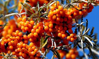 糖渍沙棘怎么弄 糖渍沙棘怎么弄好吃