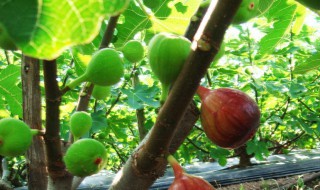 甜角的功效与作用（泰国甜角的功效与作用）