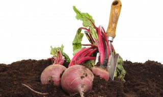 甜菜根的功效与作用（甜菜根粉的功效与作用）